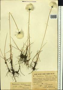 Eriophorum × medium Andersson, Сибирь, Якутия (S5) (Россия)