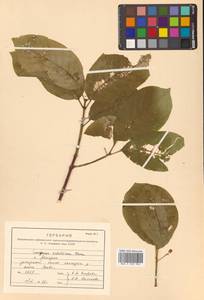 Бересклет Гамильтона Wall., Сибирь, Дальний Восток (S6) (Россия)