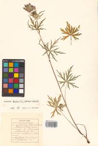 Aconitum karafutense subsp. baburinii (Vorosch.) Vorosch., Сибирь, Дальний Восток (S6) (Россия)