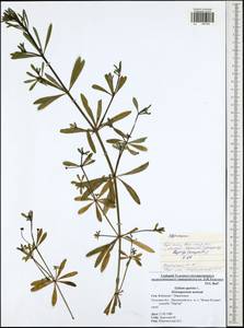 Подмаренник цепкий L., Восточная Европа, Центральный район (E4) (Россия)