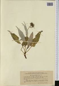 Соссюрея разноцветная (Willd.) DC., Западная Европа (EUR) (Румыния)