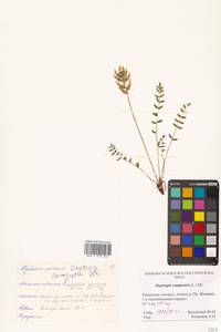 Oxytropis campestris (L.) DC., Сибирь, Чукотка и Камчатка (S7) (Россия)