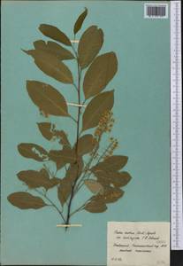 Черемуха поздняя Ehrh., Ботанические сады и дендрарии (GARD) (Россия)