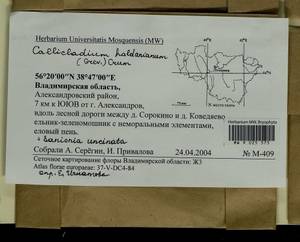 Callicladium haldaneanum (Grev.) H.A. Crum, Гербарий мохообразных, Мхи - Центральное Нечерноземье (B6) (Россия)