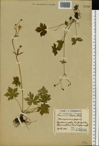 Лютик близкий C.A.Mey., Восточная Европа, Волжско-Камский район (E7) (Россия)