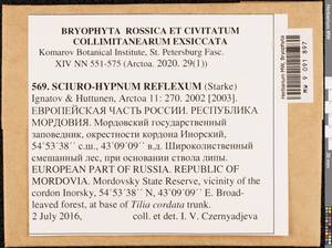 Sciuro-hypnum reflexum (Starke) Ignatov & Huttunen, Гербарий мохообразных, Мхи - Среднее Поволжье (B9) (Россия)