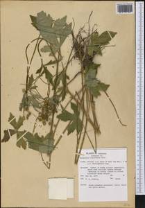 Ranunculus recurvatus Poir., Америка (AMER) (США)