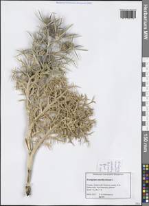 Eryngium amethystinum L., Западная Европа (EUR) (Хорватия)