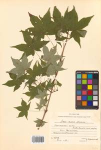 Клен моно, Клен мелколистный (Maxim.) H.Ohashi, Сибирь, Дальний Восток (S6) (Россия)