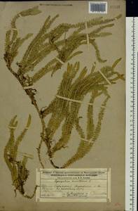 Spinulum annotinum subsp. annotinum, Восточная Европа, Волжско-Камский район (E7) (Россия)
