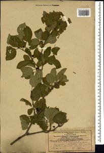 Жестер слабительный, Крушина слабительная L., Кавказ, Азербайджан (K6) (Азербайджан)