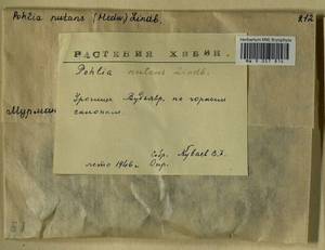 Pohlia nutans (Hedw.) Lindb., Гербарий мохообразных, Мхи - Карелия, Ленинградская и Мурманская области (B4) (Россия)