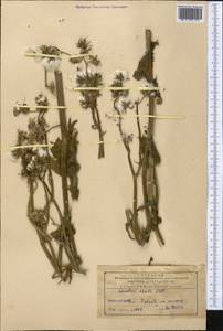 Осот шероховатый, Осот шершавый (L.) Hill, Средняя Азия и Казахстан, Северный и Центральный Тянь-Шань (M4) (Казахстан)