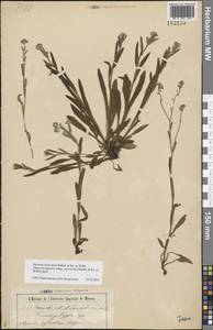 Myosotis alpestris subsp. suaveolens (Waldst. & Kit. ex Willd.) Strid, Восточная Европа, Центральный лесостепной район (E6) (Россия)