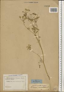 Болиголов крапчатый, Болиголов пятнистый L., Восточная Европа, Средневолжский район (E8) (Россия)