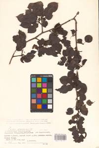 Груша обыкновенная, Груша садовая L., Восточная Европа, Нижневолжский район (E9) (Россия)