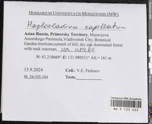 Haplocladium microphyllum (Sw. ex Hedw.) Müll. Hal., Гербарий мохообразных, Мхи - Дальний Восток (без Чукотки и Камчатки) (B20) (Россия)