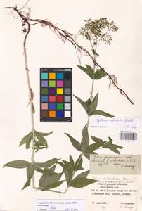 Подмаренник мареновидный L., Восточная Европа, Нижневолжский район (E9) (Россия)