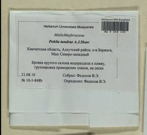 Pohlia tundrae A.J. Shaw, Гербарий мохообразных, Мхи - Чукотка и Камчатка (B21) (Россия)