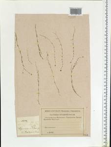 Мшанка узловатая (L.) Fenzl, Восточная Европа, Западный район (E3) (Россия)