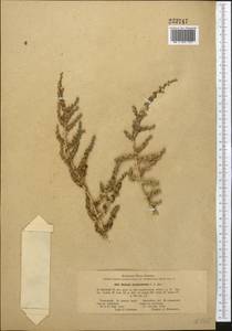Nitrosalsola incanescens (C. A. Mey.) Theodorova, Средняя Азия и Казахстан, Каракумы (M6) (Туркмения)