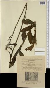 Латук дубравный L., Западная Европа (EUR) (Румыния)