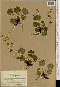 Манжетка щетинистая Juz. ex Majewski, Восточная Европа, Центральный район (E4) (Россия)