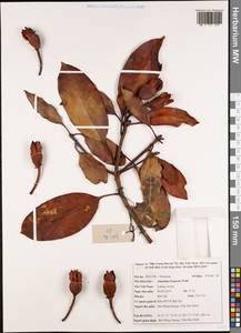 Anneslea fragrans Wall., Зарубежная Азия (ASIA) (Вьетнам)