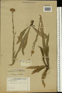 Centaurea triumfettii subsp. axillaris (Willd. ex Celak.) Stef. & T. Georgiev, Восточная Европа, Ростовская область (E12a) (Россия)