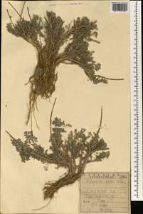 Artemisia herba-alba Asso, Зарубежная Азия (ASIA) (Ирак)