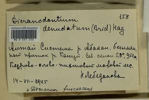 Dicranum fuscescens Turner, Гербарий мохообразных, Мхи - Красноярский край, Тыва и Хакасия (B17) (Россия)