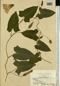 Calystegia sepium subsp. americana (Sims) Brummitt, Восточная Европа, Центральный район (E4) (Россия)