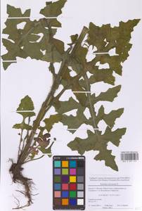 Осот огородный L., Восточная Европа, Московская область и Москва (E4a) (Россия)