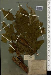 Борщевик Мантегацци Sommier & Levier, Кавказ, Краснодарский край и Адыгея (K1a) (Россия)