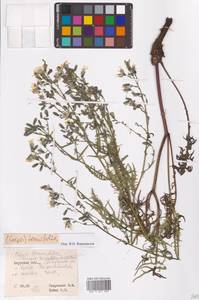 Crepidiastrum tenuifolium (Willd.) Sennikov, Сибирь, Дальний Восток (S6) (Россия)