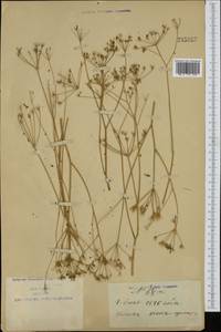 Apiaceae, Зарубежная Азия (ASIA) (КНР)