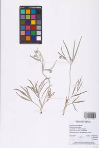 Лютик иллирийский L., Восточная Европа, Нижневолжский район (E9) (Россия)