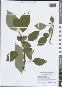 Яблоня ягодная (L.) Borkh., Восточная Европа, Московская область и Москва (E4a) (Россия)