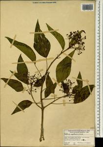 Hedera nepalensis K. Koch, Зарубежная Азия (ASIA) (Индия)