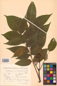 Бархат сахалинский F.Schmidt, Сибирь, Дальний Восток (S6) (Россия)