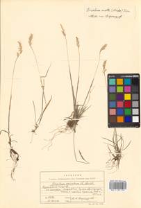 Koeleria spicata (L.) Barberá, Quintanar, Soreng & P.M.Peterson, Сибирь, Дальний Восток (S6) (Россия)