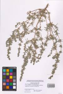 Pyankovia brachiata (Pall.) Akhani & Roalson, Восточная Европа, Нижневолжский район (E9) (Россия)