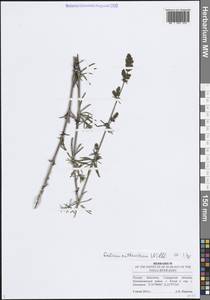 Подмаренник русский Willd., Восточная Европа, Средневолжский район (E8) (Россия)