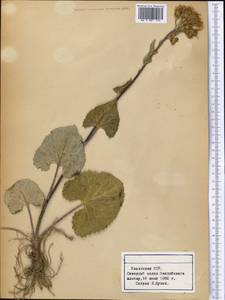 Vickifunkia thomsonii (C. B. Clarke) C. Ren, L. Wang, I. D. Illar. & Q. E. Yang, Средняя Азия и Казахстан, Северный и Центральный Тянь-Шань (M4) (Казахстан)