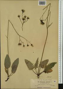 Hieracium murorum subsp. semisilvaticum (Zahn) Zahn, Западная Европа (EUR) (Италия)