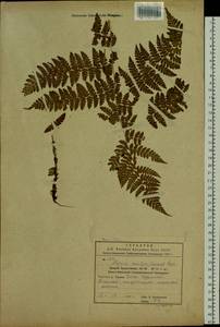 Диплазиум сибирский (Turcz. ex Kunze) Sa.Kurata, Сибирь, Дальний Восток (S6) (Россия)