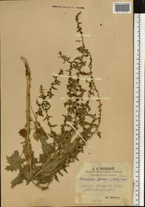 Blitum virgatum subsp. virgatum, Восточная Европа, Средневолжский район (E8) (Россия)