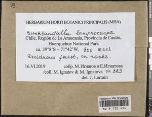 Bucklandiella lamprocarpa (Müll. Hal.) Bedn.-Ochyra & Ochyra, Гербарий мохообразных, Мхи - Америка (BAm) (Чили)
