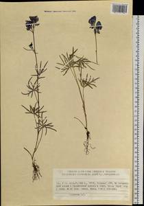 Борец живокостелистный DC., Сибирь, Якутия (S5) (Россия)