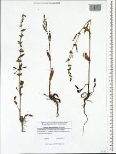 Щавель Маршалла Rchb., Кавказ, Азербайджан (K6) (Азербайджан)